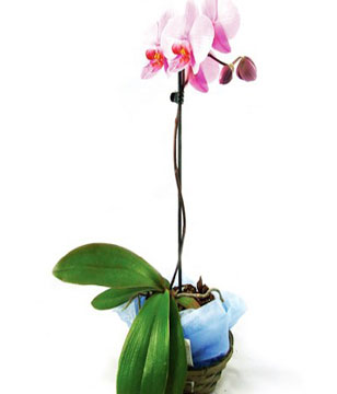 An exotic orchid plant in a vase 