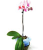 An exotic orchid plant in a vase 