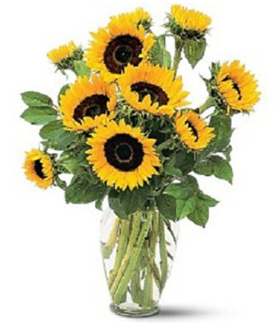 10 large striking sunflowers 