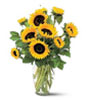 10 large striking sunflowers 