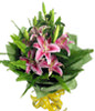 3 Pink Lilium with rich green foliages
