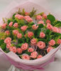 36 Pink roses