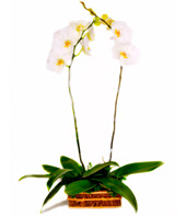 Table Arrangement Of White Orchids 