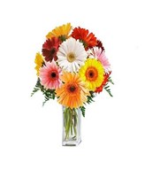10 large assorted colour gerbera daisies. Measures approximately 16