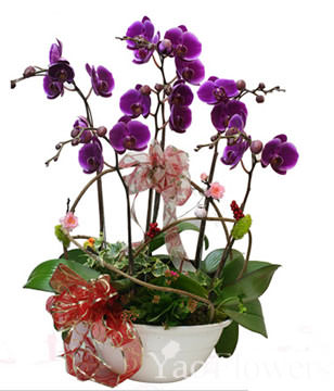 Giant treasure orchid. small potted. jewelry