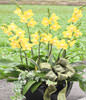 Yellow Orchids.Congratulation. Birthday,The New Opening,Moving,Advance In Office, Being Promoted. Wedding Ceremony
