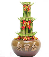 FENGSHUI PLANTS,GONG XI FA CAI PLANTS,Wealth opened games bamboo