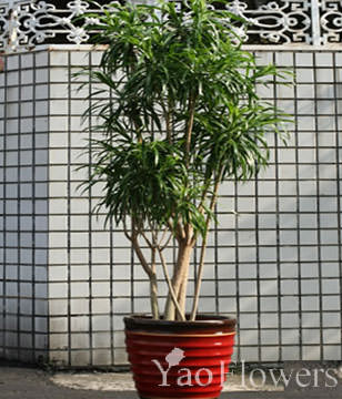 GONG XI FA CAI PLANTS