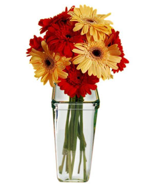 Mixed Red and Yellow Gerberas in Vase 