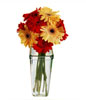 Mixed Red and Yellow Gerberas in Vase 