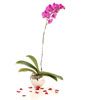 1 stalk of Purple Phalaenopsis Orchid in a Pot