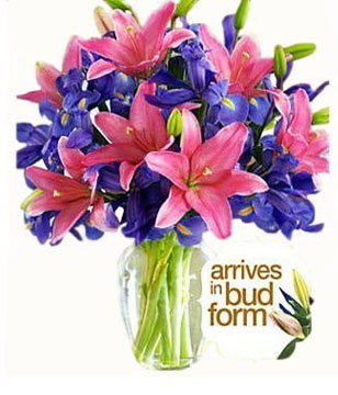 4 multiple-bloom stems pink Asiatic lilies 10 blue iris in Glass Vase