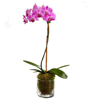Purple Phalaenopsis Orchid 