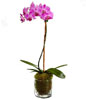 Purple Phalaenopsis Orchid 