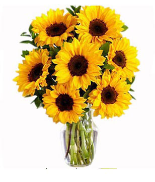 7 sunflowers and Lush Greenery