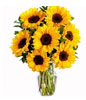 7 sunflowers and Lush Greenery