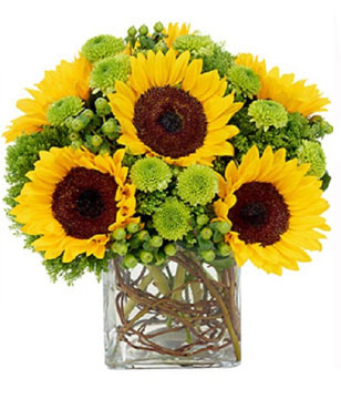 6 enthralling sunflowers with green poms, green hypericum and green trachelium 