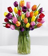 30 Multi-Colored Tulips