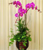 Three Red Orchids