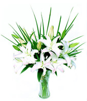 5 white Lilium