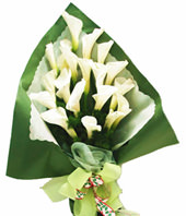 19 white zantedeschia