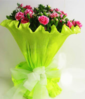 Lace Pink Carnation
