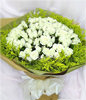 99 White Roses,Canada Huangyin