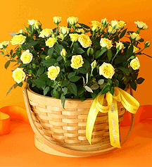 Birthday Rose Basket