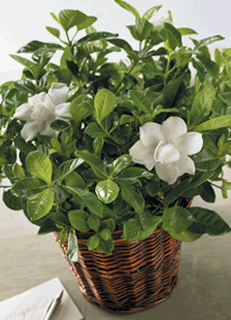 Potted Gardenia