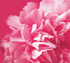 Carnations
