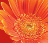 Gerbera Daisies
