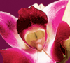 Orchids