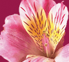 Peruvian Lilies