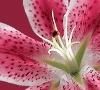 Stargazer Lilies