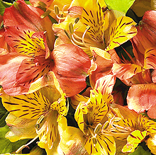 Peruvian Lilies