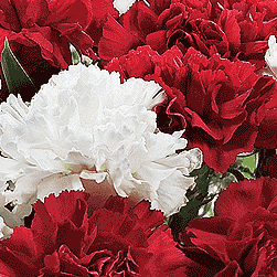 Carnations
