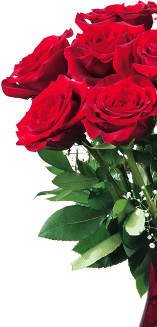 One Dozen Roses