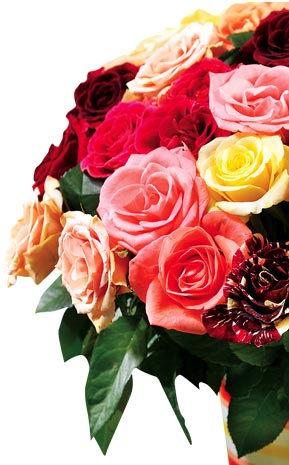 Petite Roses