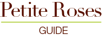 Petite Rose Meanings