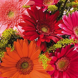 Gerbera Daisies