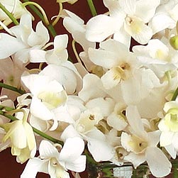 Orchids