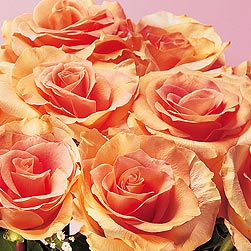 Peach Rose