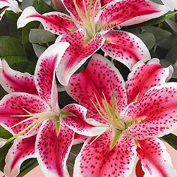 Stargazer Lilies