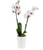 A Classic Touch: white orchid