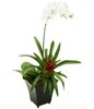 1 stem of White Dendrobium Orchid in a pot