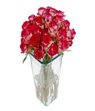 24 Two Tone Roses in Vase