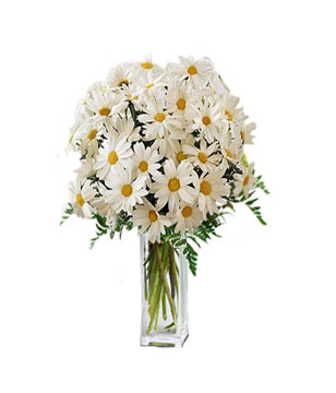 36 blooms of plump white daisies and fresh greens 