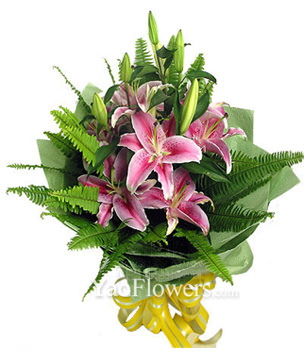 3 Pink Lilium with rich green foliages