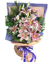 8 Pink Lilium,San Weikui leaves