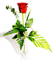 Single Red Rose 